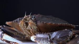 Image result for Metacarcinus magister