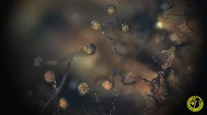 Attēlu rezultāti vaicājumam “Cribraria microcarpa spores”