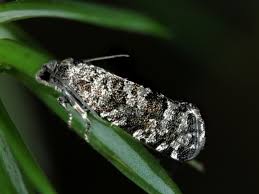 Attēlu rezultāti vaicājumam “Retinia resinella”