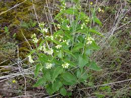 Attēlu rezultāti vaicājumam “Vincetoxicum hirundinaria leaf”
