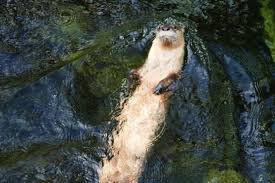 Image result for Worthing Otters