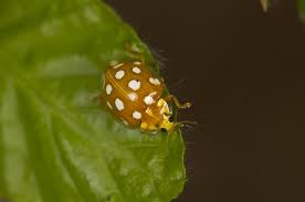 Attēlu rezultāti vaicājumam “Halyzia sedecimguttata”