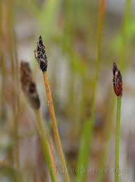 Attēlu rezultāti vaicājumam “Eleocharis uniglumis”