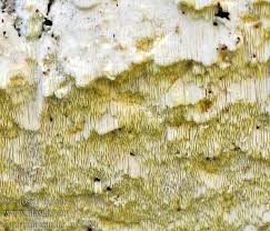 Attēlu rezultāti vaicājumam “Antrodia xantha”