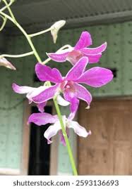 Attēlu rezultāti vaicājumam “Arctophila superbiens”