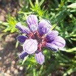 Attēlu rezultāti vaicājumam “Dracocephalum ruyschiana fruit”