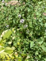 Attēlu rezultāti vaicājumam “Mentha x verticillata leaf”