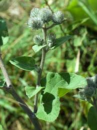Attēlu rezultāti vaicājumam “Arctium tomentosum”