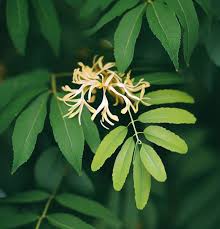 Attēlu rezultāti vaicājumam “Juglans mandshurica male flower”