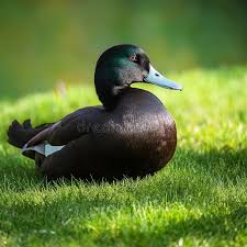 Image result for Anas rubripes