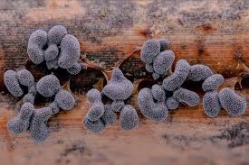 Attēlu rezultāti vaicājumam “Physarum compressum”