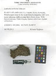 Attēlu rezultāti vaicājumam “Lophozia laxa”