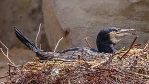 Attēlu rezultāti vaicājumam “Phalacrocorax carbo nest”