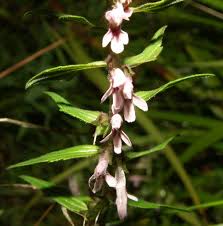 Attēlu rezultāti vaicājumam “Odontites vulgaris flower”
