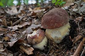 Attēlu rezultāti vaicājumam “Boletus pinophilus”