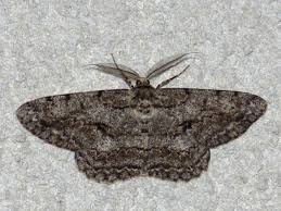 Attēlu rezultāti vaicājumam “Hypomecis roboraria”