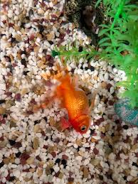 Image result for 金魚