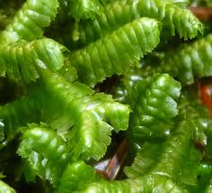 Attēlu rezultāti vaicājumam “Bazzania trilobata”