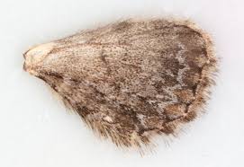 Attēlu rezultāti vaicājumam “Eupithecia icterata”