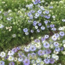 Image result for Nigella damascena
