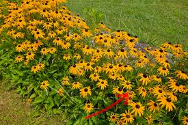 Image result for Rudbeckia