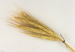 Image result for Secale cereale