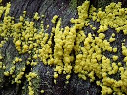 Attēlu rezultāti vaicājumam “Fuligo septica var. rosea young”