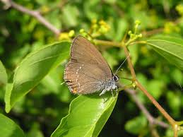 Attēlu rezultāti vaicājumam “Satyrium ilicis”