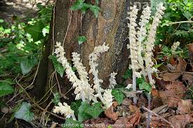 Attēlu rezultāti vaicājumam “Lathraea squamaria flower”