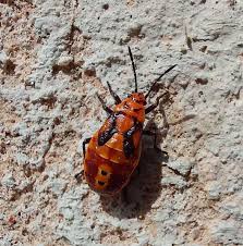 Attēlu rezultāti vaicājumam “Pyrrhocoris apterus nymph”