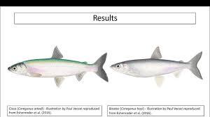 Image result for Coregonus artedi