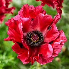 Image result for Papaver orientale
