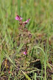 Attēlu rezultāti vaicājumam “Pedicularis palustris fruit”