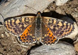 Attēlu rezultāti vaicājumam “Melitaea didyma male”