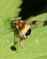 Attēlu rezultāti vaicājumam “Leucozona lucorum”