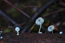 Attēlu rezultāti vaicājumam “Claustria didermoides macro”