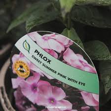 Image result for Phlox paniculata `Sweet Summer`