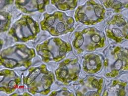 Attēlu rezultāti vaicājumam “Odontoschisma denudatum”