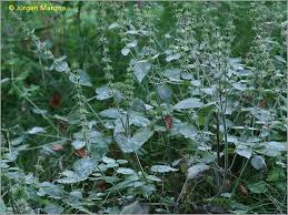 Attēlu rezultāti vaicājumam “Erysiphe galeopsidis”