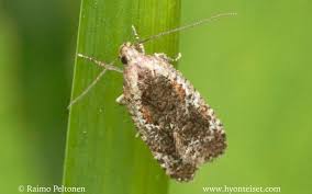 Attēlu rezultāti vaicājumam “Agonopterix hypericella”