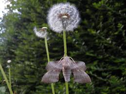 Attēlu rezultāti vaicājumam “Laothoe populi”