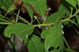 Attēlu rezultāti vaicājumam “Polymerus palustris”