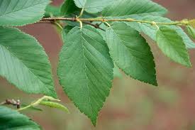 Attēlu rezultāti vaicājumam “Betula alleghaniensis”