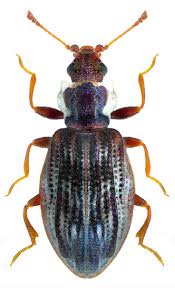 Attēlu rezultāti vaicājumam “Latridiidae”