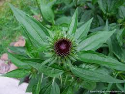 Attēlu rezultāti vaicājumam “Echinacea purpurea bud”