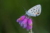 Attēlu rezultāti vaicājumam “Vacciniina optilete female”