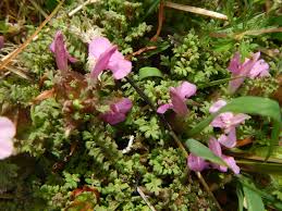 Attēlu rezultāti vaicājumam “Pedicularis palustris flower”