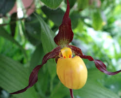 Attēlu rezultāti vaicājumam “Cypripedium calceolus flower”