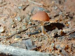 Attēlu rezultāti vaicājumam “Hemitrichia chrysospora sessile”