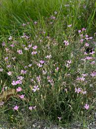 Image result for Steinbrech